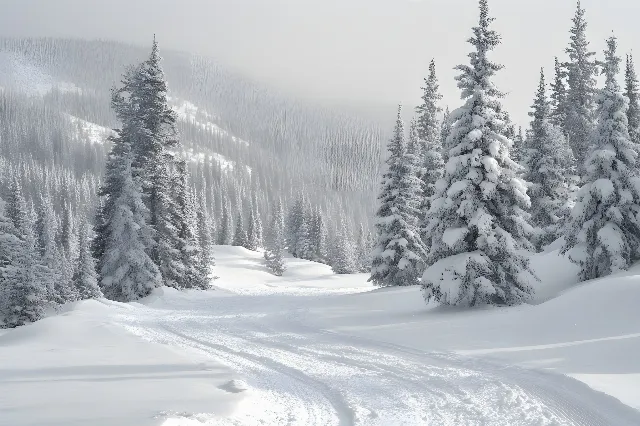 Snow, Winter, Branch, Spruce-fir forests, Wilderness, Forest, geological phenomenon, Terrain, Freezing, atmospheric phenomenon, Glacial landform, Frost, Larch, Slope, Hill station, Winter storm, Blizzard, Conifers, Ice cap, Black spruce