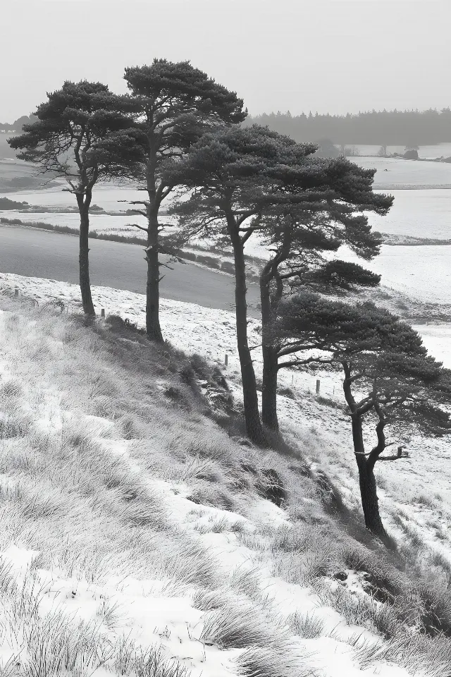 Monochrome photography, Black and white, Monochrome, Woody plant, Wind, Winter, Conifers