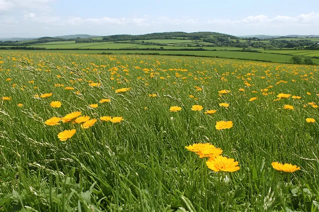 Flower, Yellow, Green, Plants, Grassland, Field, Petal, Meadow, Plain, Prairie, Grasses, Flowering plant, Wildflower, Spring, Agriculture, Herbaceous plant, Steppe, Pasture, Plantation, Forb