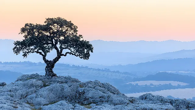 Rock, Hill, Natural landscape, Landscape, Ecoregion, Terrain, Morning, Outcrop, Trunk, Sunlight, Woody plant, Mountain range, Bedrock, Fell, Ridge, Evening, Dusk, Massif, Summit, Stock photography