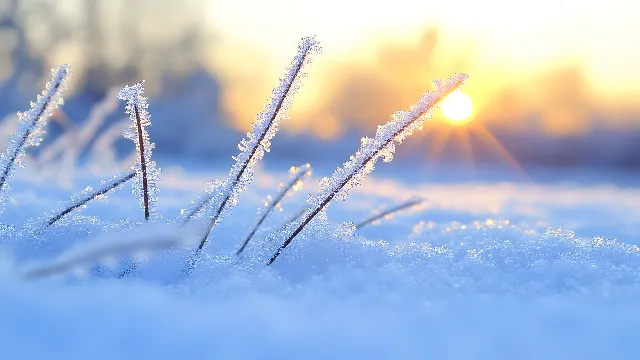 Blue, Winter, Snow, Frost, Freezing, Morning, Sunlight, Twig, Sunrise, Precipitation, Macro photography, Evening, Ice, Lens flare