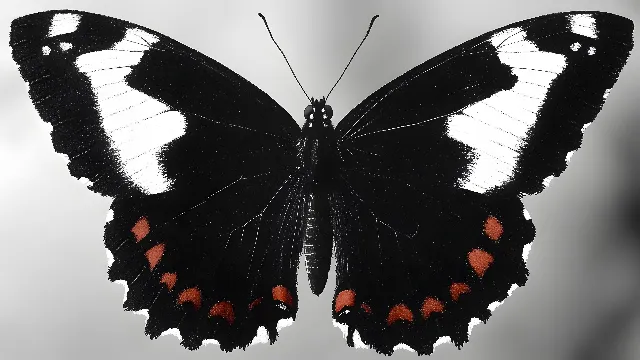 Insect, Lepidoptera, Pollinator, Arthropod, Butterfly, Close-up, Macro photography, Brush-footed butterflies, Balance, Metalmark butterflies