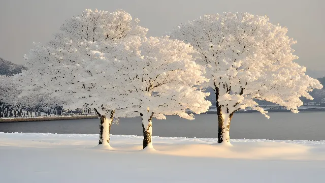 Winter, Branch, Snow, Frost, atmospheric phenomenon, Freezing, Twig, Woody plant, Ice, Precipitation, Winter storm