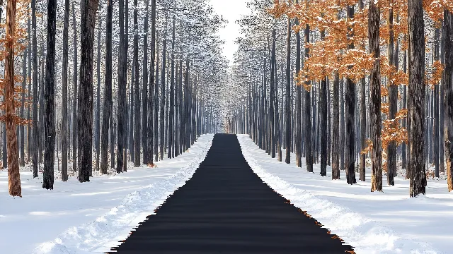 Wood, Branch, Winter, Snow, Trunk, Freezing, Sunlight, Grove, Morning, Forest, Woodland, Twig, Shadow, Frost, Symmetry, Precipitation, Northern hardwood forest, Walkway, Ice, Path