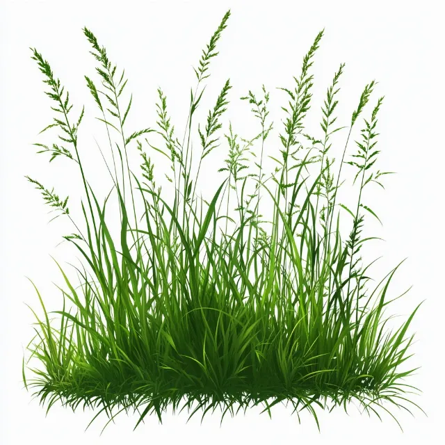 Plant, Terrestrial plant, Grass, Rectangle, Grass family, People in nature, Flowering plant, Natural landscape, Herbaceous plant, Art, Aquatic plant, Grassland, Herb, Perennial plant, Poales, Shrub, Sedge family, Non-vascular land plant, Vascular plant, Chlorophyta