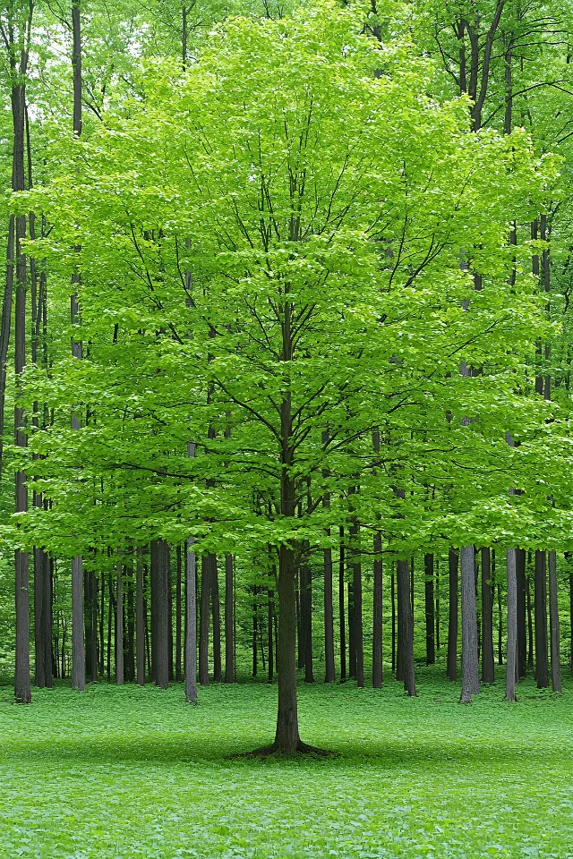 Leaf, Trunk, Forest, Grove, Woody plant, Woodland, Northern hardwood forest, Temperate broadleaf and mixed forest, Old-growth forest, Shade, Valdivian temperate rain forest, Tropical and subtropical coniferous forests