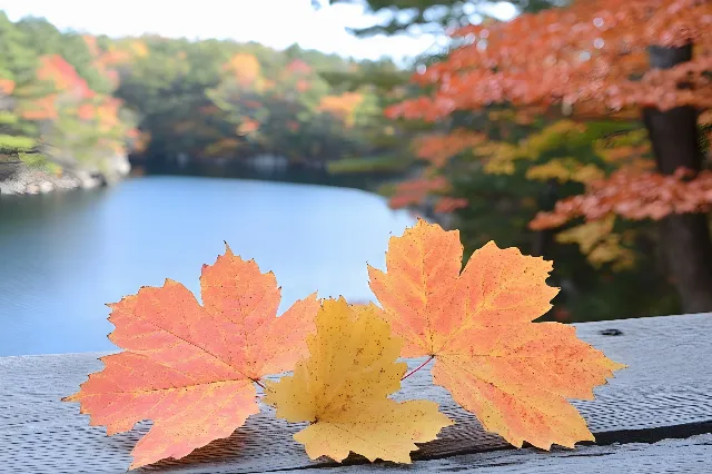 Leaf, Red, Nature, Yellow, Orange, Autumn, Reflection, Twig, Maple leaf, Sugar maple, Temperate broadleaf and mixed forest, Maple, Loch, Lake District