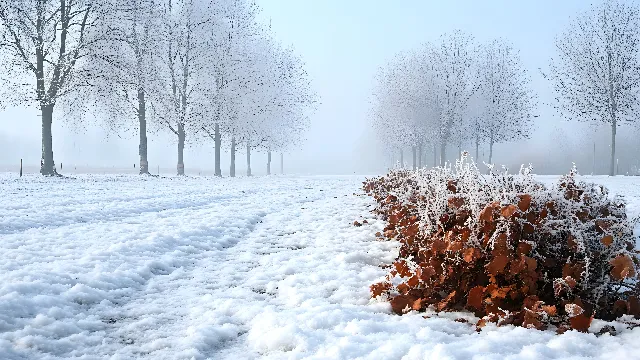 Winter, Snow, Branch, atmospheric phenomenon, Twig, Frost, Freezing, Morning, Grey, Mist, Winter storm, Fog, Blizzard, Haze, Precipitation, Ice, Fir, Pine family