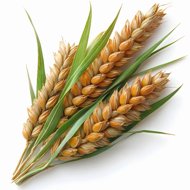 Ingredient, Wheat, Food, Khorasan wheat, Whole grain, Agriculture, Crop, Spelt, Cereal, Malt, Staple food, Oats, Einkorn wheat, Plant stem, Natural foods, Grain, Produce, Hordeum, Seed, Cereal germ