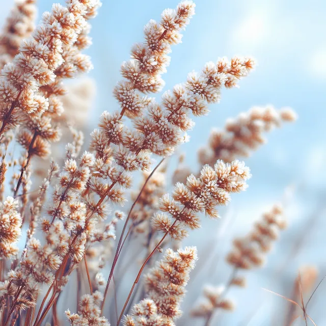 Close-up, Macro photography, Wildflower, Broomrapes