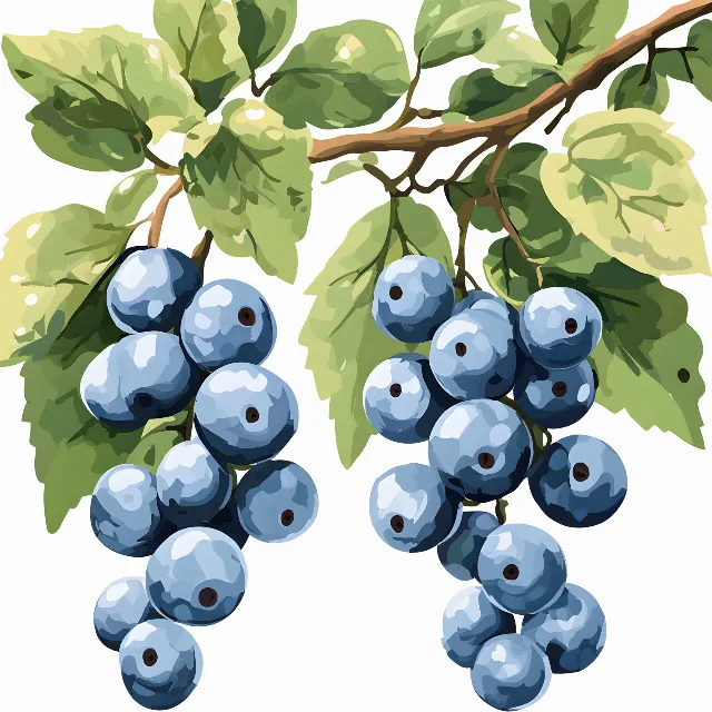 Produce, Fruit, Grape, Seedless fruit, Natural foods, Berry, Grapes, Fruit tree, Grapevines, Juniper berry, Bilberry, Food, Clip art, Huckleberry, Grape leaves, Currant, Watercolor painting, Superfood, Mahonia