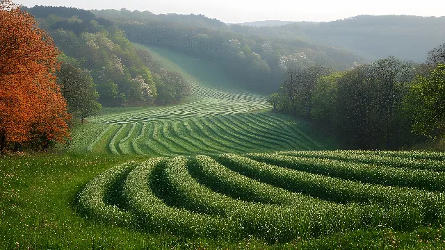 Green, Agriculture, Field, Grassland, Plantation, Plain, Grasses, Groundcover, Meadow, Pasture, Crop, Farm, Hill station, Prairie, Terrace, Paddy field