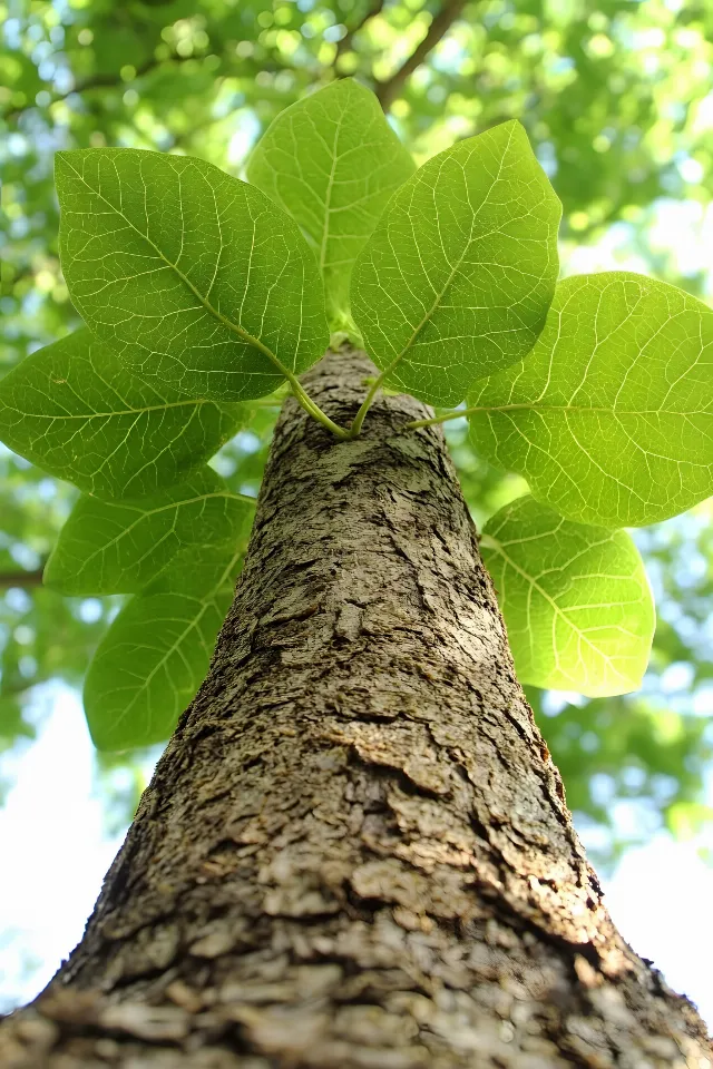 Green, Leaf, Trunk, Woody plant, Twig, Natural material