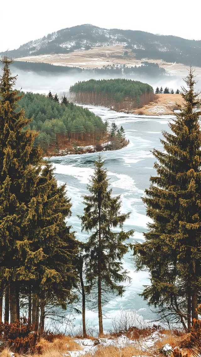 Tree, Winter, Wilderness, Forest, Spruce-fir forests, Larch, Snow, Freezing, Tropical and subtropical coniferous forests, Conifers, Evergreen, Ponderosa pine, Black spruce, Evening, Pine family, Fir, Pine, Temperate broadleaf and mixed forest, Loch, Lake District