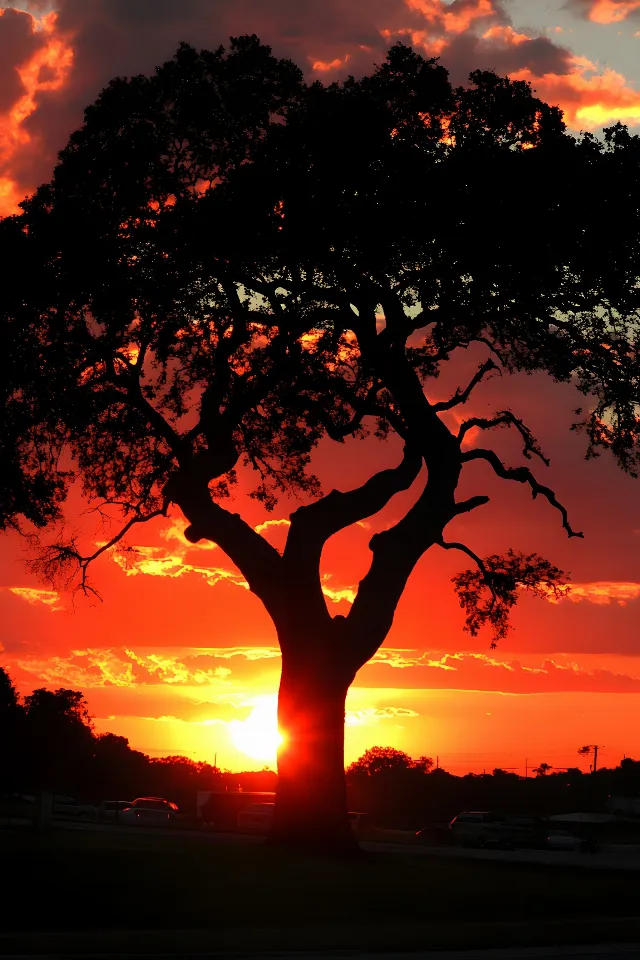 Photograph, Branch, Orange, Afterglow, Tree, Sunset, Nature, Dusk, Yellow, Beauty, Sunrise, Red sky at morning, Horizon, Evening, atmospheric phenomenon, Twig, Trunk, Silhouette, Heat, Sunlight