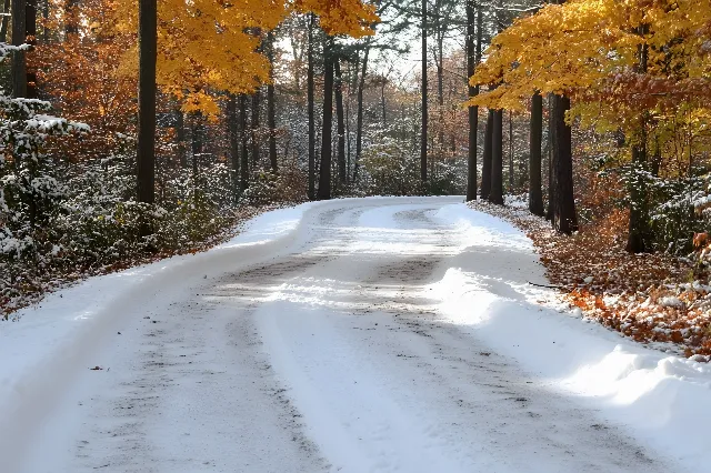 Snow, Branch, Winter, Wood, Natural landscape, Road, Twig, Landscape, Forest, Freezing, Trunk, Trail, Grove, Morning, Woodland, Sunlight, Spruce-fir forests, Northern hardwood forest, Temperate broadleaf and mixed forest, Frost