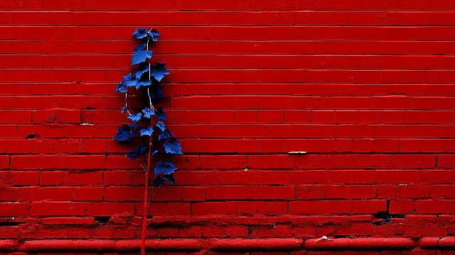 Brick, Brickwork, Red, Wood, Tints and shades, Water, Symmetry, Electric blue, Pattern, Twig, Art, Rectangle, Carmine, Pest, Arthropod