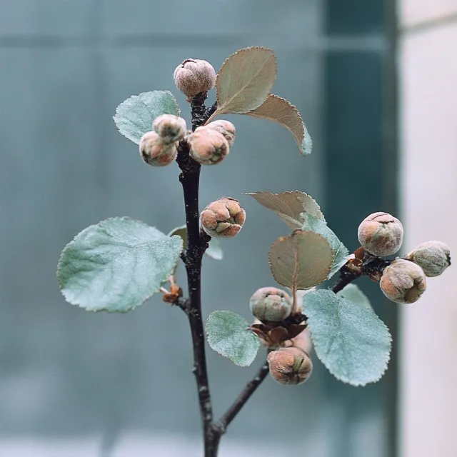 Branch, Twig, Plant stem, Bud, Fruit tree, Macro photography, Fruit, Mulberry family, Apples