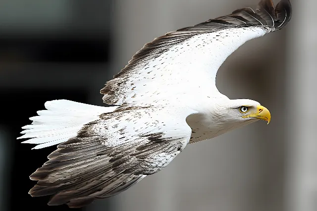 Bird, Accipitridae, Beak, Bird of prey, Vertebrate, Neck, Eagle, Accipitriformes, Wing, Feather, Falconiformes, Falcon, Sea eagle, Wildlife, Flight, Hawk, Bald eagle, Buzzard, Kite, Claw