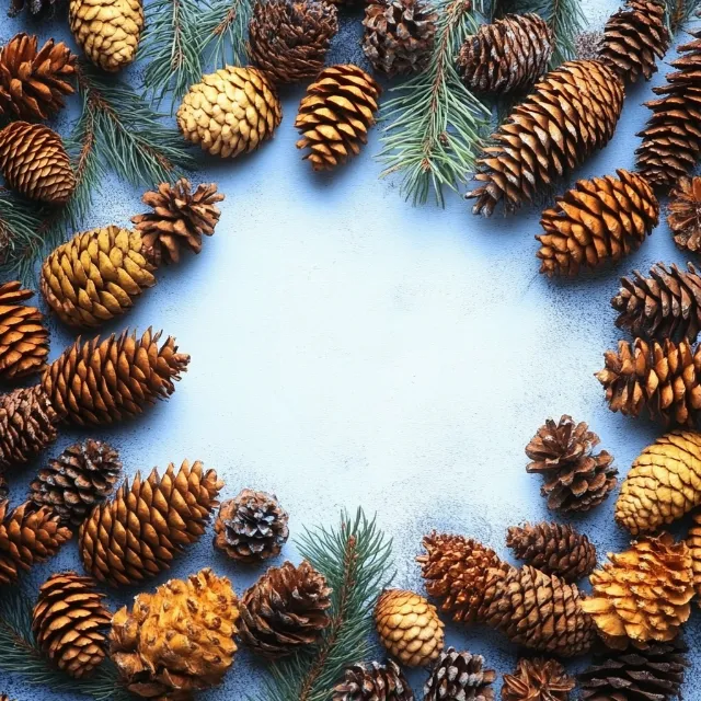 Conifer cone, Natural material, Pine family