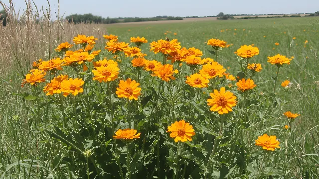 Flower, Petal, Yellow, Flowering plant, Daisy family, Herbaceous plant, Wildflower, Pollen, Forb, Marigolds, Pedicel, Perennial plant, Sunflowers, Pot marigold