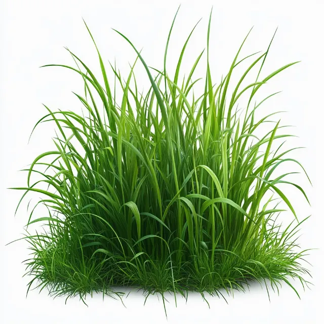 Plant, Terrestrial plant, Rectangle, Grass, Natural landscape, Herbaceous plant, Flowering plant, Groundcover, Art, Aquatic plant, Grassland, Herb, Landscape, Perennial plant, Poales, Symmetry, Sedge family, Chlorophyta, Shrub